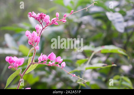 Selvaggio fiore rosa selvatica piccola sfondo Foto Stock