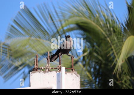 La casa di crow, noto anche come l'Indiana, graynecked, Ceylon o Colombo crow, è un uccello comune del corvo famiglia che è di origine asiatica ma ora te Foto Stock