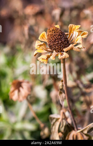 Calendula fiori congelati dal gelo autunnale. Il primo gelo notturno. La famiglia degli astri. Toni smorzati. Messa a fuoco selettiva. Lo sfondo è sfocato. Foto Stock