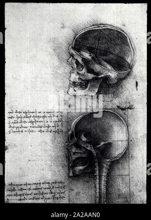 Chiusura del vecchio anatomia disegni di Leonardo Da Vinci Foto Stock