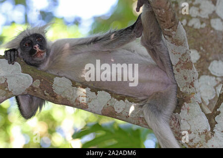 Zanzibar Red Colobus Monkey seduta sul ramo, Procolobus kirkii, Zanzibar, isola di Unguja, Tanzania. Foto Stock