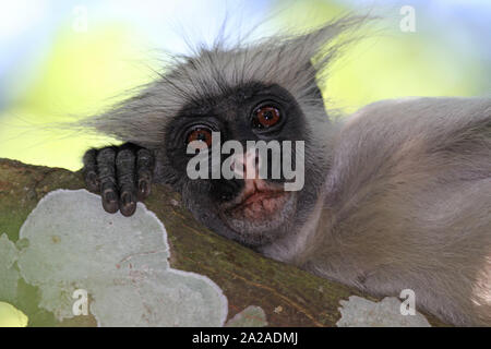 Zanzibar Red Colobus Monkey seduta sul ramo, Procolobus kirkii, Zanzibar, isola di Unguja, Tanzania. Foto Stock