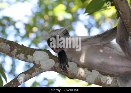 Zanzibar Red Colobus Monkey seduta sul ramo, Procolobus kirkii, Zanzibar, isola di Unguja, Tanzania. Foto Stock