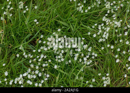 Starwort comune o erba-lasciava stitchwort (Stellaria graminea) fioritura in un prato prato pascolo, Berkshire Giugno Foto Stock