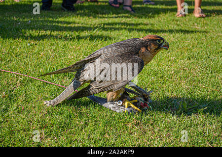 Faccia di un falco pellegrino (Falco peregrinus). Questi uccelli sono gli animali più veloci al mondo. Foto Stock