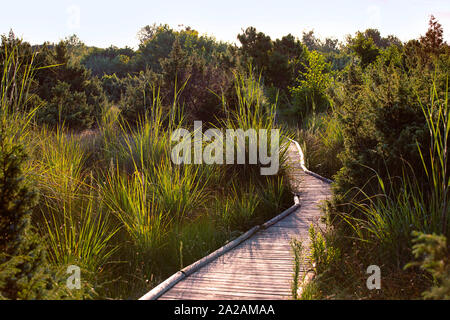 Paesaggio panoramico con alta erba ornamentale. Migliarino San Rossore Parco Nazionale. Percorso di legno per la spiaggia, vegetazione costiera, gigante sospeso l'erba. Foto Stock