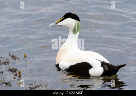 Eider comune (Somateria mollissima) maschio adulto nuoto, Flatanger, Norvegia Foto Stock