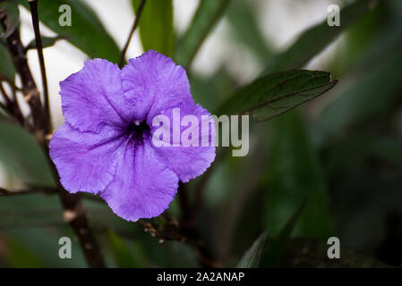 Ruellia simplex, messicano di petunia, bluebell messicano o Britton della petunia selvatico Foto Stock