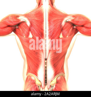 Il corpo umano sistema muscolare anatomia Foto Stock