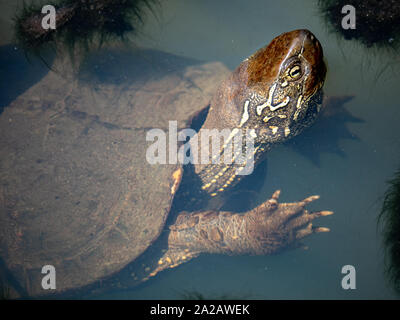 Un cinese pond turtle, Mauremys reevesii, nuota in un piccolo stagno in un parco giapponese. Considerata in pericolo di estinzione nel selvaggio, essi sono ancora comunemente allevati come Foto Stock