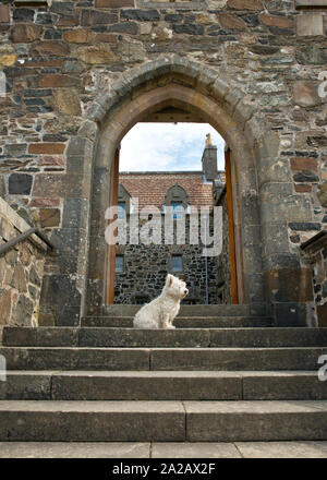 White Scottie dog sui gradini e ingresso del Castello di Duart. Isle of Mull, Scozia Foto Stock