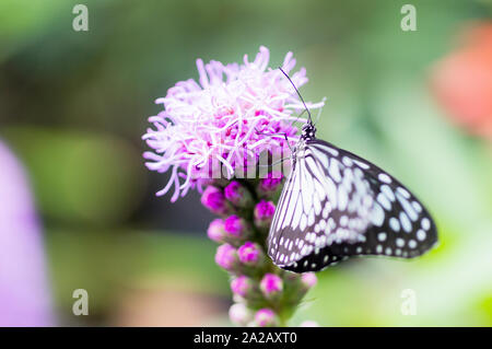 Aquilone di carta o il grande albero Nymph (Idea leuconoe) Foto Stock