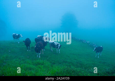 Fiume Miera Valley, Valles Pasiegos, Cantabria, Spagna, Europa Foto Stock