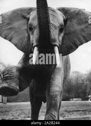 Un elefante in un giardino zoologico tedesco. Foto non datata, probabilmente negli anni sessanta. Foto Stock