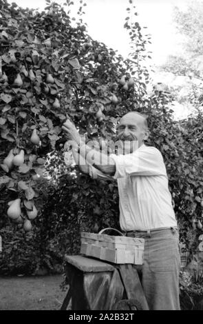 Hans Sachs, ex Procuratore Capo di Norimberga, è andato in pensione e si dedicò al suo hobby e giardino. In Germania, egli divenne noto come un membro del quiz show era "ich bin?' (che cosa sono io?), moderato da Robert Lembke. Egli è stato coinvolto nella mostra da 1955-1989 e insieme con il resto della squadra ha vinto il Golden fotocamera award nel 1967. La foto mostra lui la raccolta di pere. Foto Stock