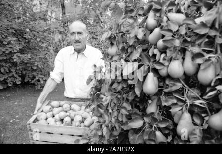 Hans Sachs, ex Procuratore Capo di Norimberga, è andato in pensione e si dedicò al suo hobby e giardino. In Germania, egli divenne noto come un membro del quiz show era "ich bin?' (che cosa sono io?), moderato da Robert Lembke. Egli è stato coinvolto nella mostra da 1955-1989 e insieme con il resto della squadra ha vinto il Golden fotocamera award nel 1967. La foto mostra lui la raccolta di pere. Foto Stock