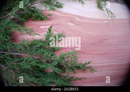 Closeup colpo di un rosso orientale albero di cedro. Foto Stock