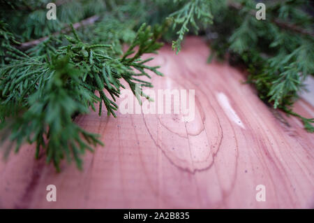 Closeup colpo di un rosso orientale albero di cedro. Foto Stock