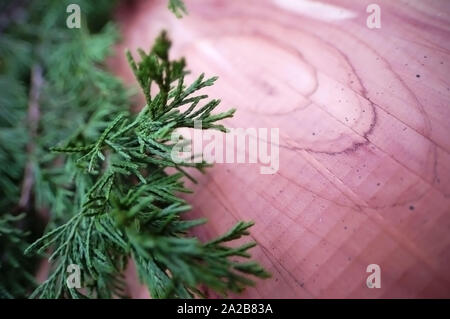 Closeup colpo di un rosso orientale albero di cedro. Foto Stock