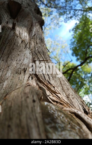 Closeup colpo di un rosso orientale albero di cedro. Foto Stock