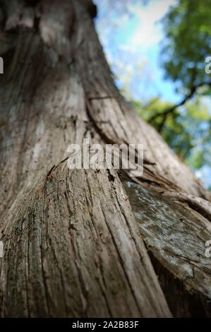 Closeup colpo di un rosso orientale albero di cedro. Foto Stock