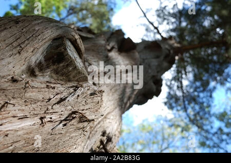 Closeup colpo di un rosso orientale albero di cedro. Foto Stock