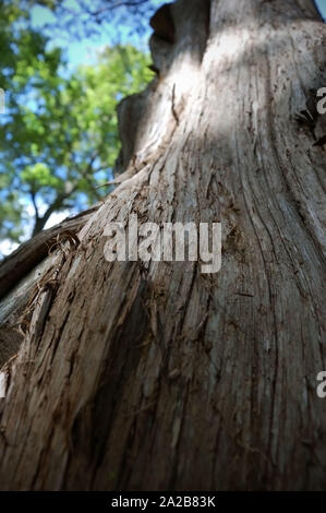 Closeup colpo di un rosso orientale albero di cedro. Foto Stock