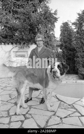 Un senior donna conduce la sua san Bernardo cane al guinzaglio. Foto Stock