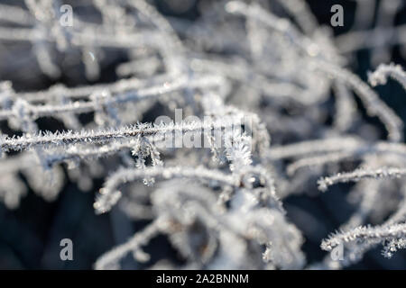 Delicato di piante selvatiche coperte di cristalli di ghiaccio su un gelido mattino Foto Stock