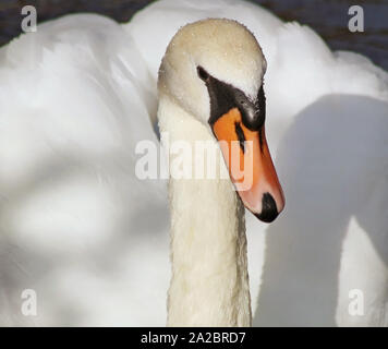 Chiusura del bellissimo Cigno con il suo caratteristico becco arancione Foto Stock