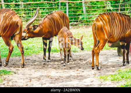 Wild antelope bongos mangiare insieme nel giardino zoologico in Phu Quoc, Vietnam in condizioni di luce diurna. Foto Stock