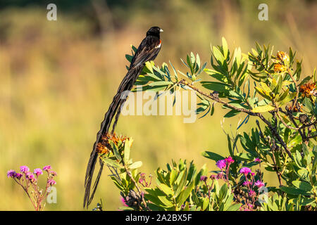 Long-tailed widowbird ( Euplectes Progne) seduto su un ramo, Welgevonden, Sud Africa. Foto Stock