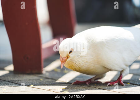 Un pidgeon bianco in cerca di cibo sulla strada a luce del giorno Foto Stock