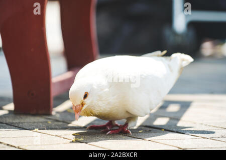 Un pidgeon bianco in cerca di cibo sulla strada a luce del giorno Foto Stock