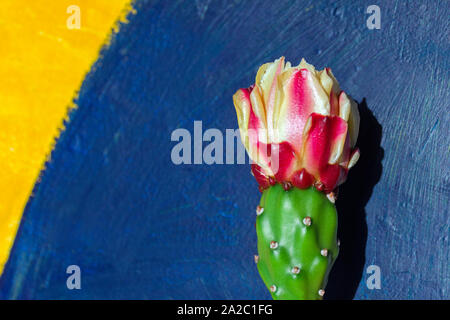 Fiore di Cactus su sfondo blu scuro Foto Stock