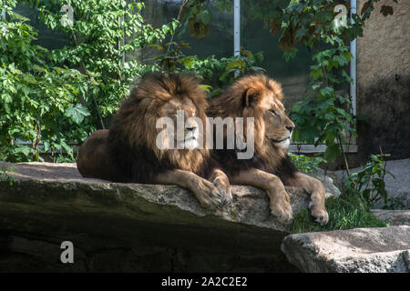 Lion sul loro trono Foto Stock