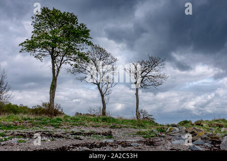 Tre treas nel tardo autunno cielo drammatico, Highland Scozia Scotland Foto Stock