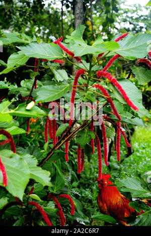 Close up Love-Lies-Spurgo, Amaranthus caudatus fioritura annuale impianto noto anche come pendente amaranto, fiocco fiore, fiore di velluto, amaranto coda di volpe Foto Stock