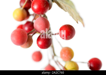 Agrifoglio artificiale bacche Decorazione per albero di Natale isolato su bianco Foto Stock