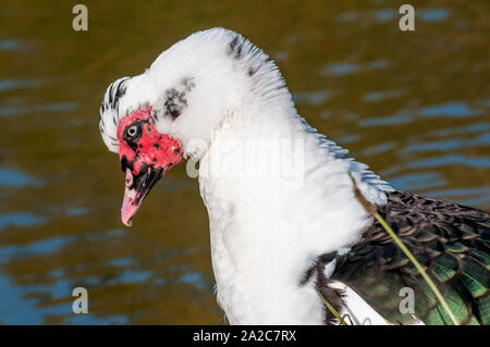 Bel ritratto di anatra Cairina moschata o anatra muta contro uno sfondo scuro Foto Stock