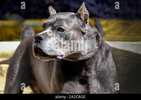 Il cane del Cane Corso gara di età adulta in altero pongono Foto Stock