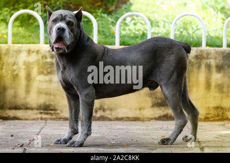 Il cane del Cane Corso gara di età adulta in altero pongono Foto Stock