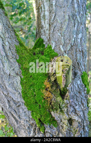 Colore verde brillante moss crescente sul tronco di un pioppo Foto Stock