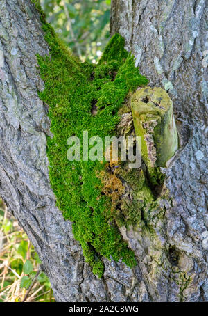 Colore verde brillante moss crescente sul tronco di un pioppo Foto Stock