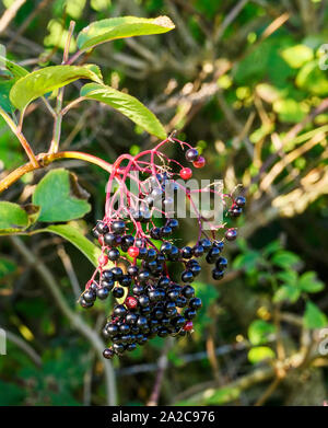 Un grappolo di bacche mature di sambuco (Sambucus) che cresce su un albero Foto Stock