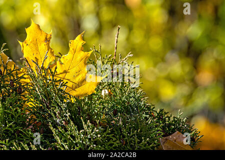 Lonely colorato maple leaf giacente su un muschio. Concetto di autunno. Foto Stock