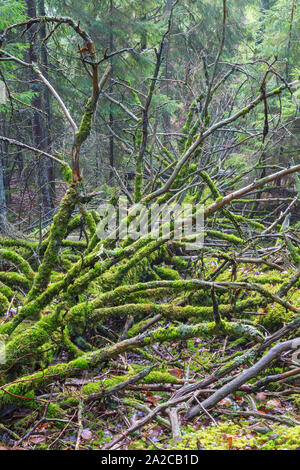 Albero morto con moss su rami Foto Stock