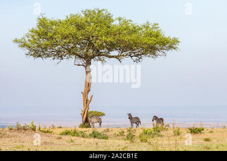 Zebre in piedi in ombra sotto un albero Foto Stock