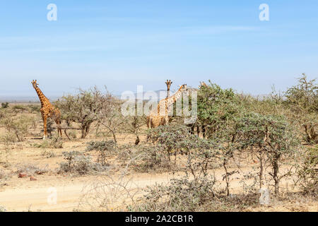 Gruppo di giraffe standing e mangiare dalle boccole Foto Stock