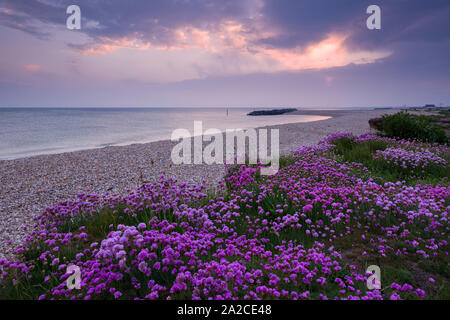 La parsimonia (Armeria maritima) crescente lungo la spiaggia in primavera a Selsey, West Sussex, in Inghilterra. Foto Stock